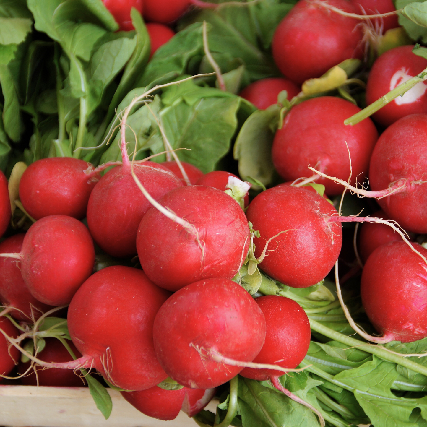 Early Scarlet Globe Radish