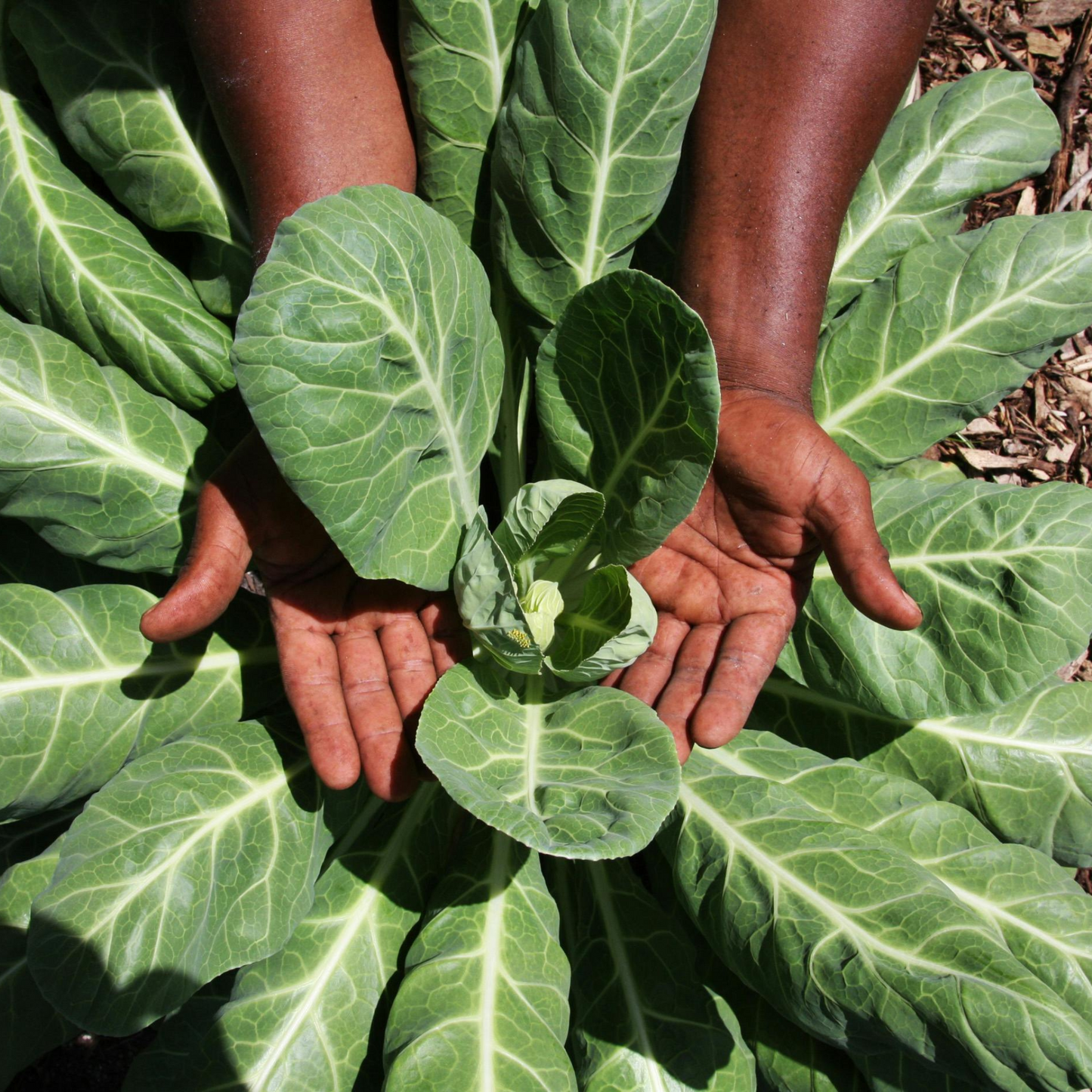 Georgia Southern Collards
