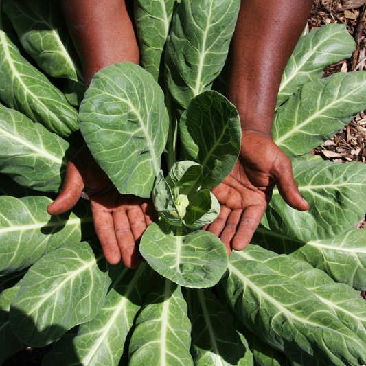Georgia Southern Collards