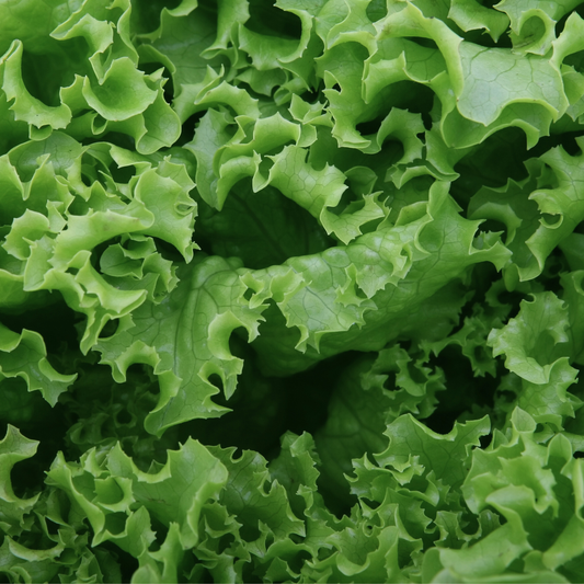Green Salad Bowl Lettuce