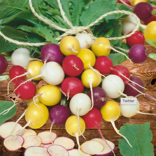 Gumball Mix Radish