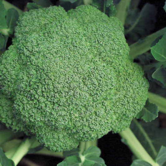 Marathon F1 Broccoli