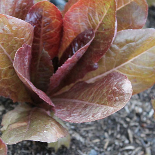 Merveille des Quatre Saisons Lettuce