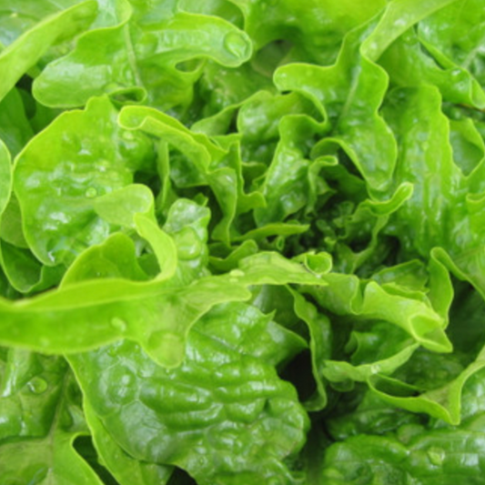 Oakleaf Lettuce
