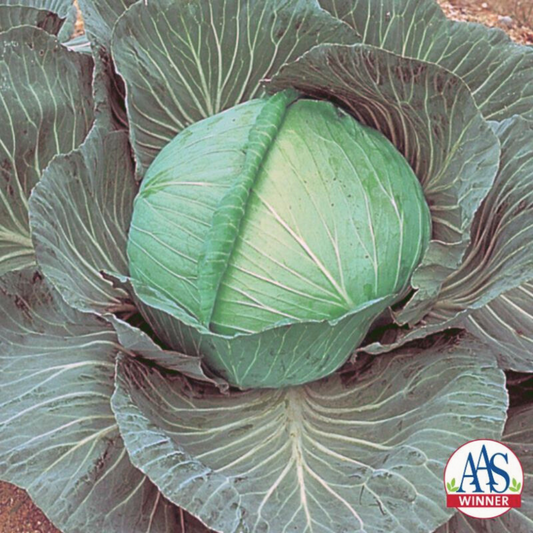O.S. Cross Cabbage