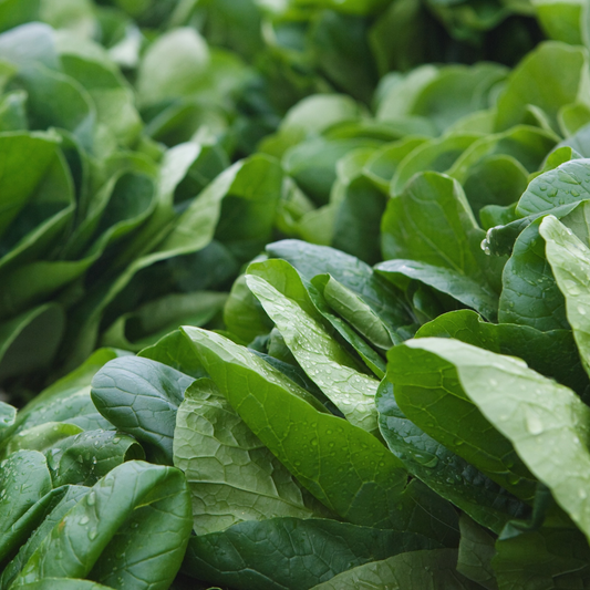 Persius F1 Spinach