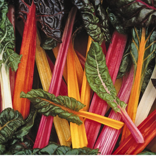 Rainbow Swiss Chard
