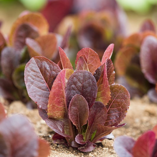 Ruby Red Romaine Lettuce
