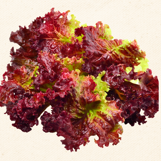 Red Salad Bowl Lettuce