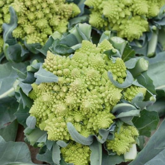 Romanesco (Broccoflower)