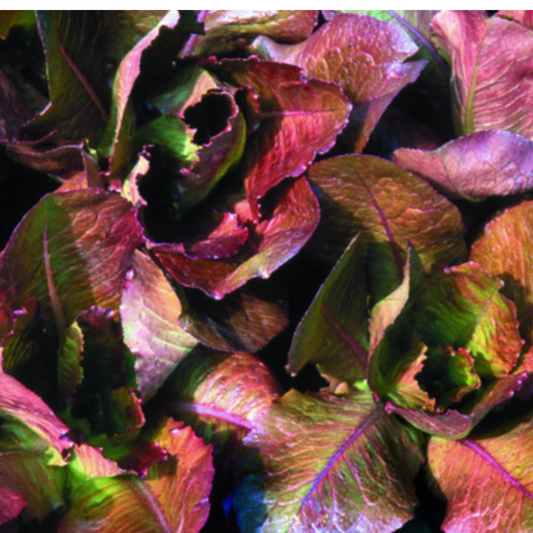 Rouge d’Hiver Romaine Lettuce