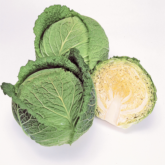 Savoy Ace Cabbage