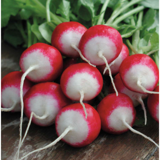 Scarlet White Tip Radish
