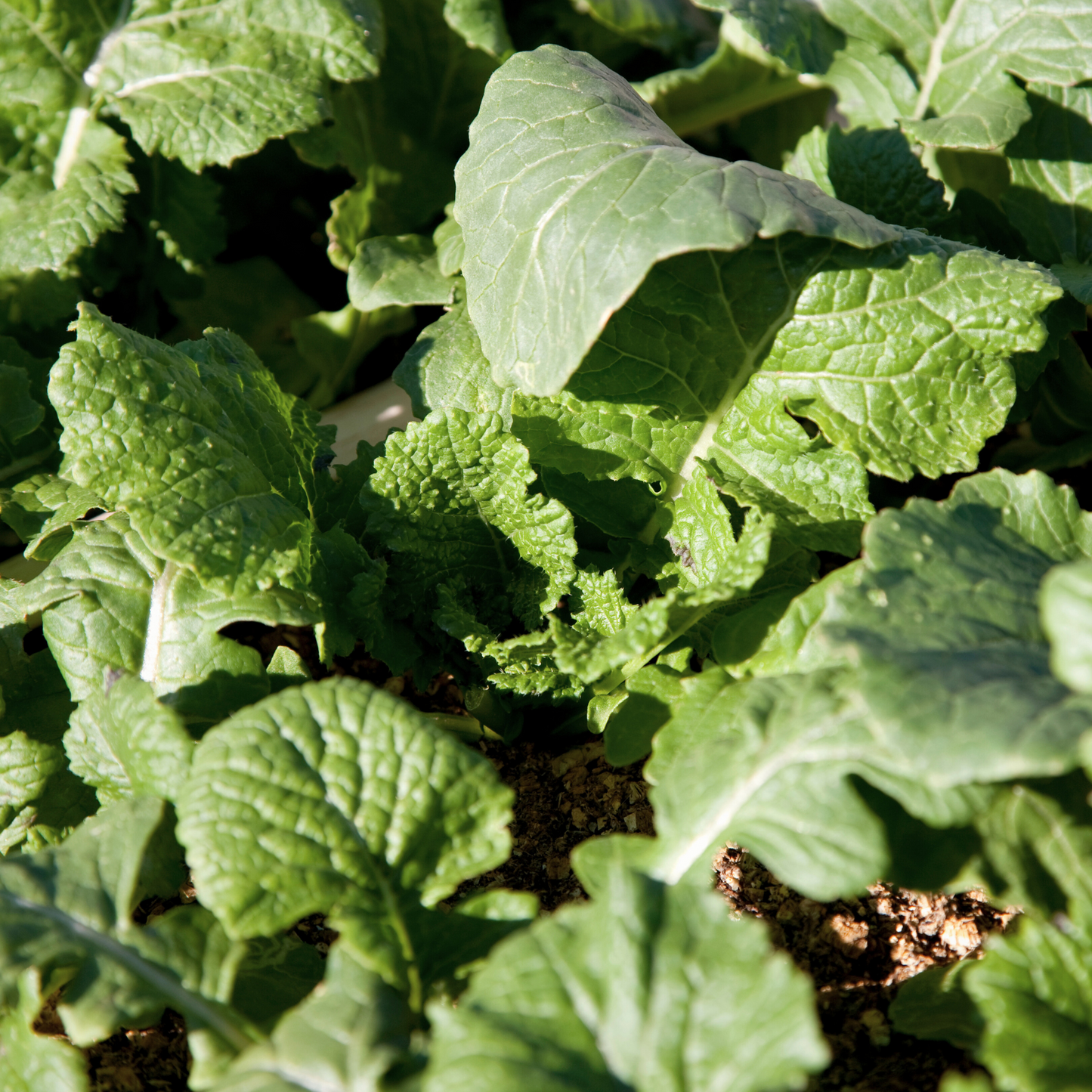 Seven Top Turnip (Greens)