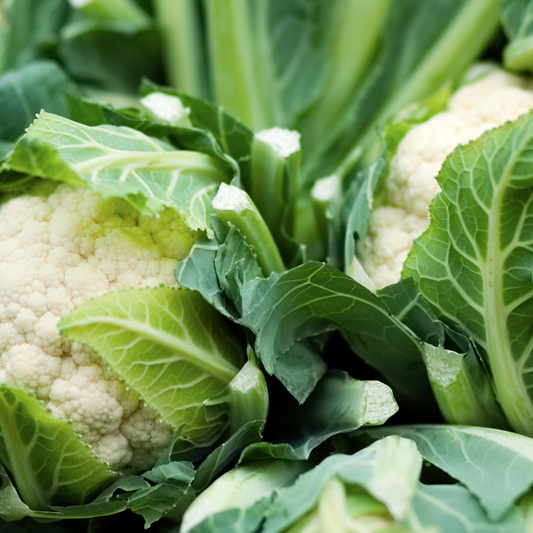 Snowball Y Improved Cauliflower