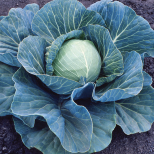 Stonehead Cabbage