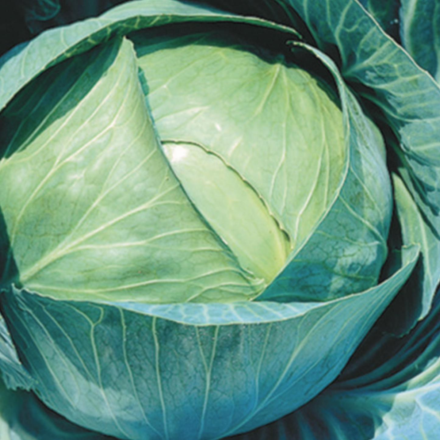 Stonehead Cabbage