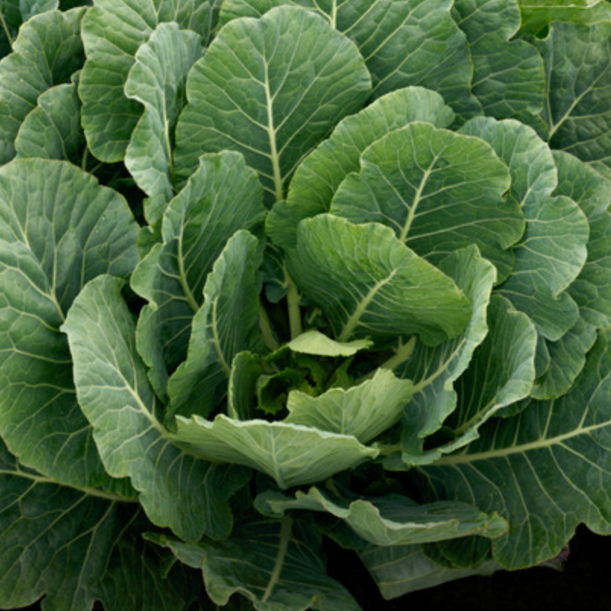 Top Bunch Collards Seeds – Brawley Seed Co.