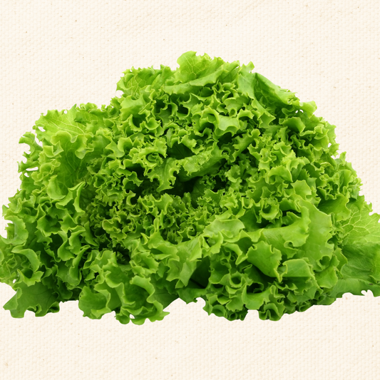 Waldmann’s Green Lettuce