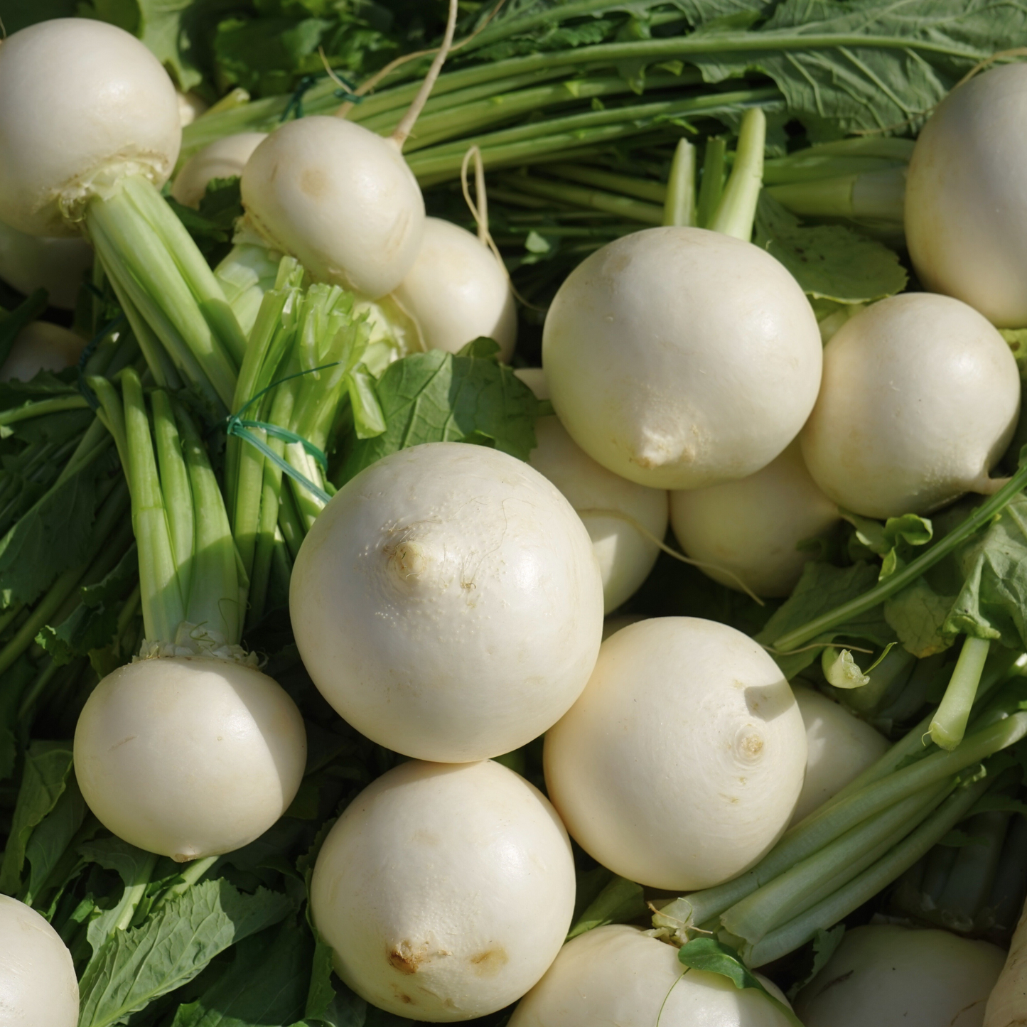 White Egg Turnip