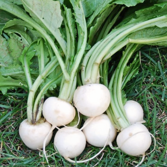 White Egg Turnip